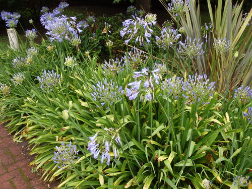 Garden Flower of Settlers Village.